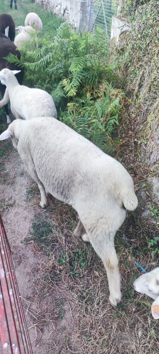 Vendo carneiro com um ano