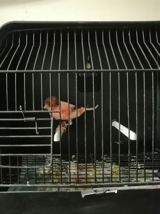 Canários arlequins português