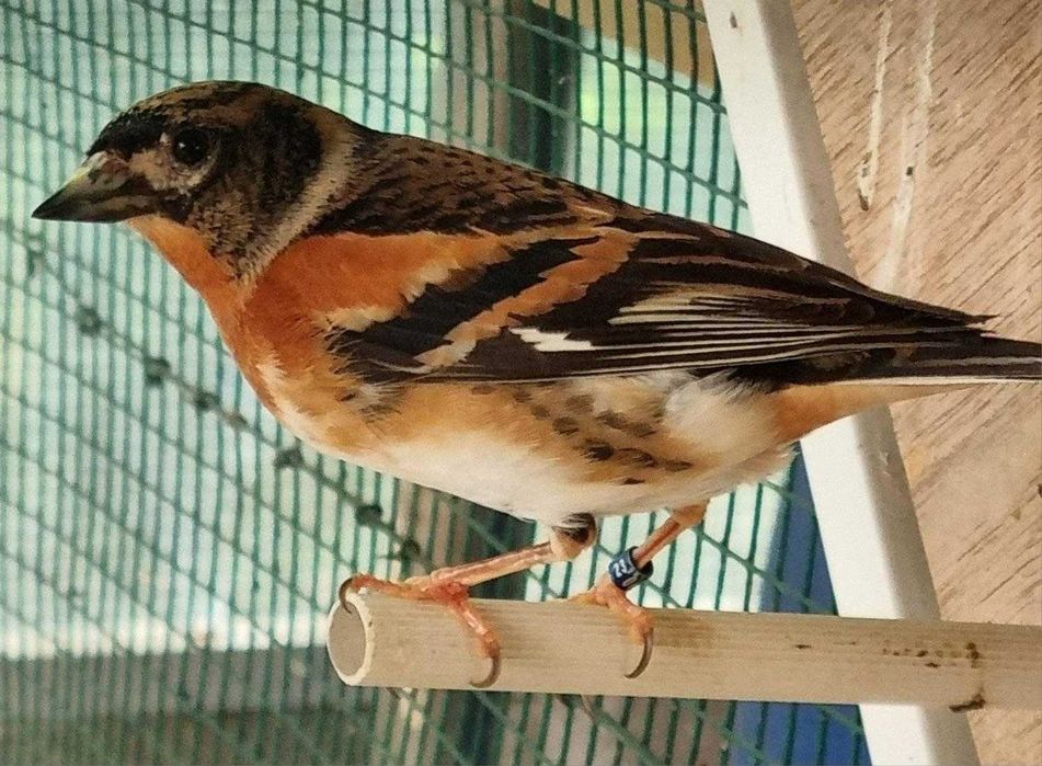 Varias aves de fauna anilhadas 2025