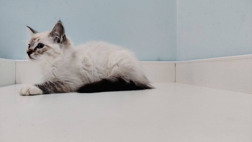 Uroczy kocurek Ragdoll