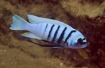 Cynotilapia Hara