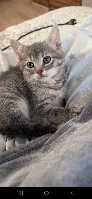 кошенята в люблячу родину