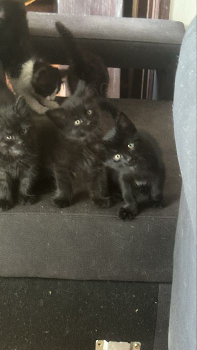 Lindos gatinhos