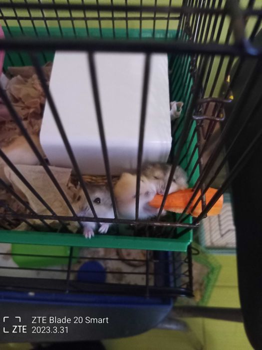 Джунгарики ето милые  хомячки