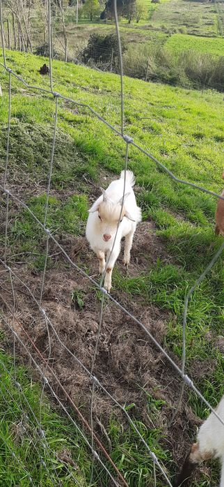 Cabrito anão para venda