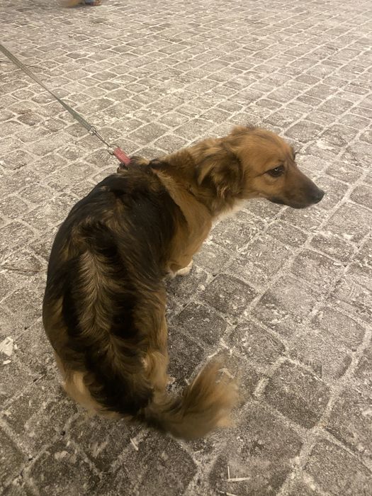 Віддаємо собаку в добрі руки,через втрату власниці.