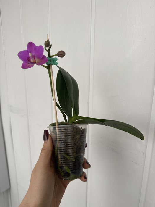 Орхідея pink flamingo