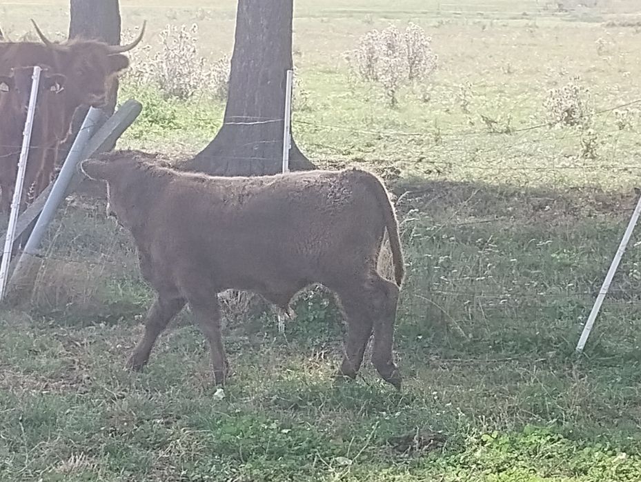 Byczki odsadki Salers highland cattle