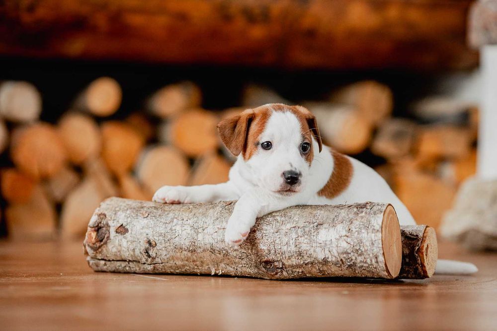 Jack Russell Terrier FCI