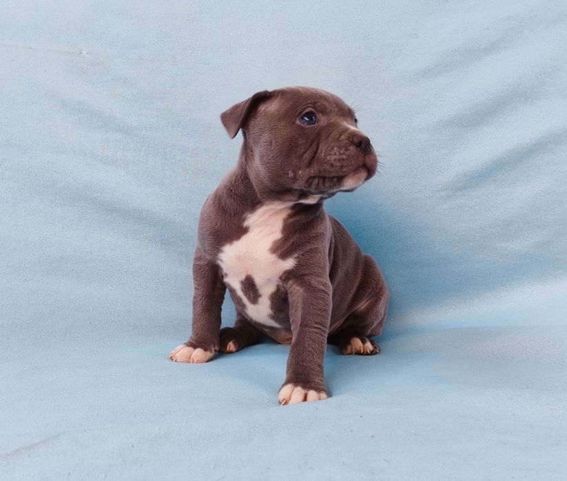 American pitbull blue nose