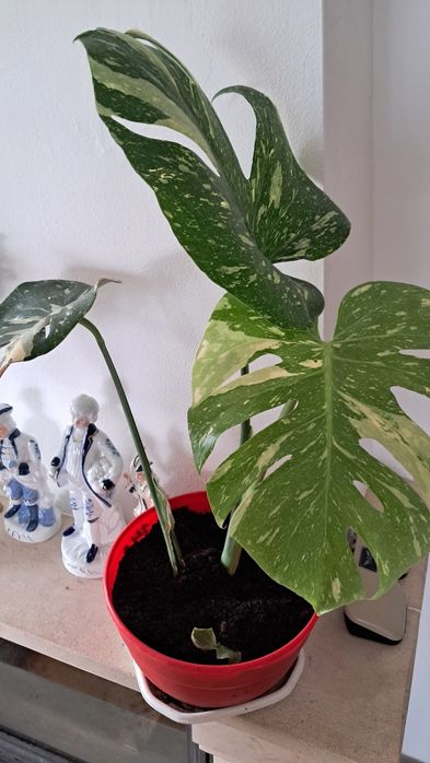 Monstera Thai var