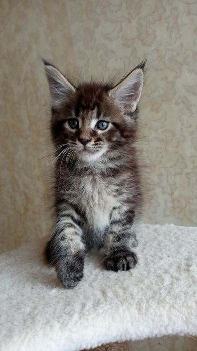 Кішечка Мейн-Кун — ваша мрія вже сьогодні