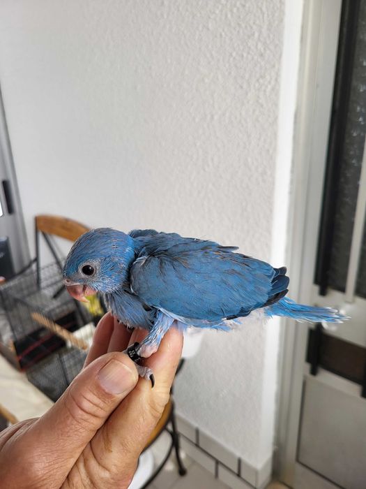 Ring Necks Cobalto amarelo e cinza criados á mâo
