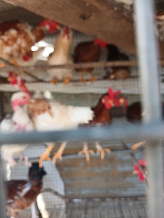 Galos e frangos do campo