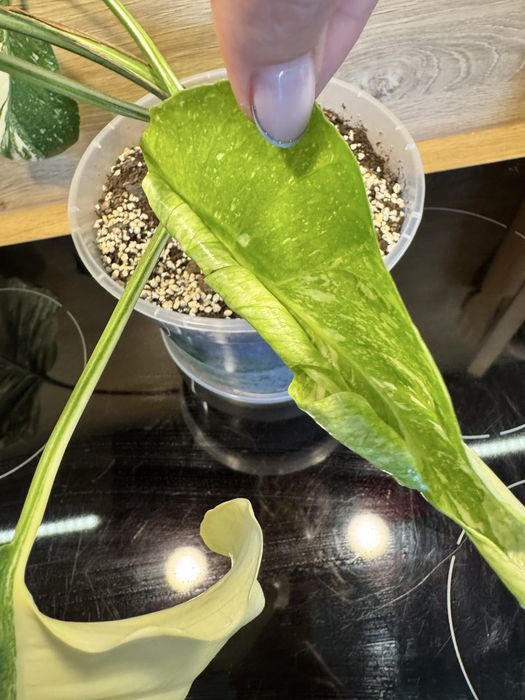 Monstera 'Creme Brulee'