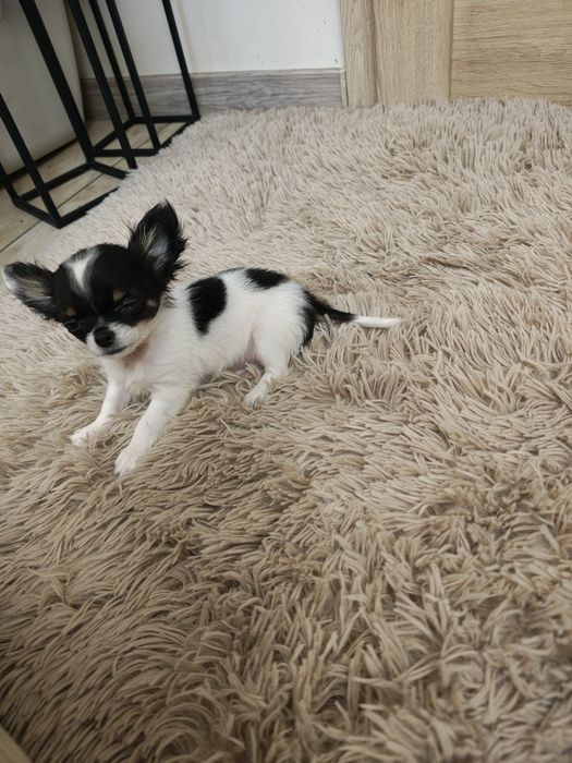 Chihuahua piesek
