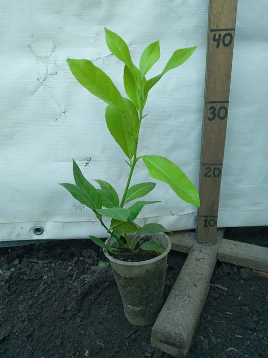 Добротні Лимони кімнатні