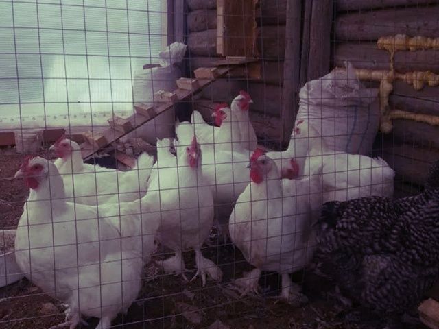 Інкубаційне яйце та курчата.Малин (Мехеленська зозуля):смугастий,білий