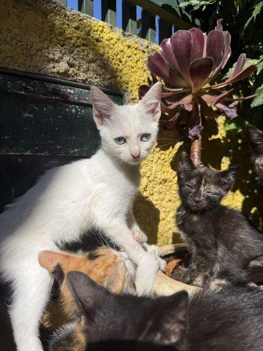 Gatinhos para adoçao
