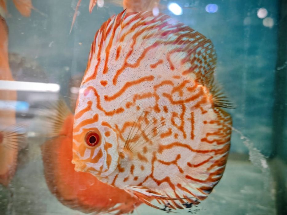 Dyskowce Blue diamond, turkus, pigeon, checkboard, melon, white, Red