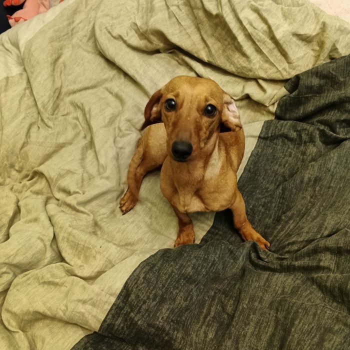 Віддам в добрі руки