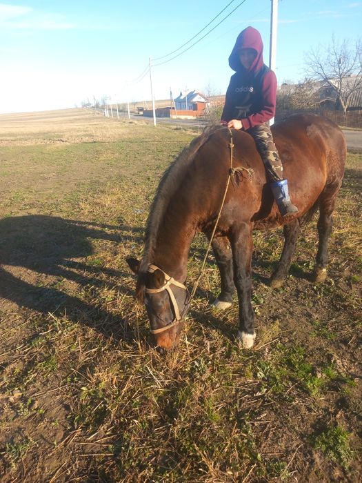 Продам добру кобилу