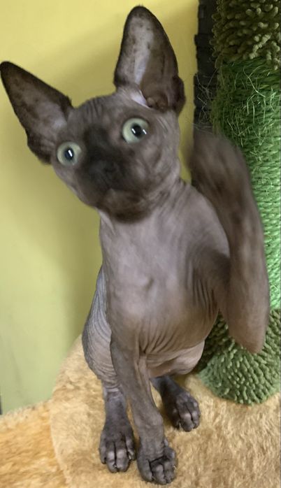 Sfinks kanadyjski czarny słodziak do odbioru. Rodowód