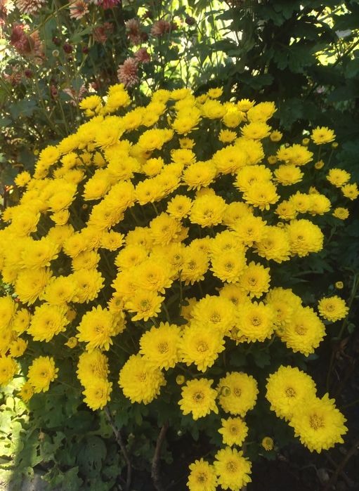 Калла эфиопская, хризантемы кустовые, саженцы малины, клубники и др.