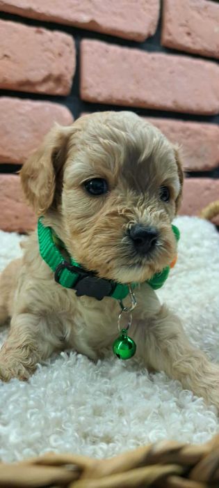 Cavapoo piękności
