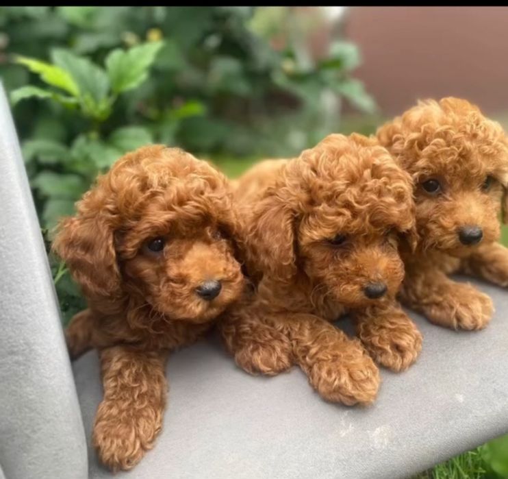 Той пудель.малята.Вибір