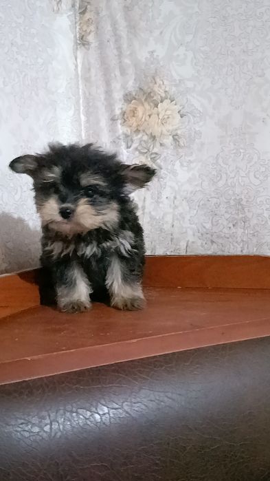 Йоркопу цікаві діти