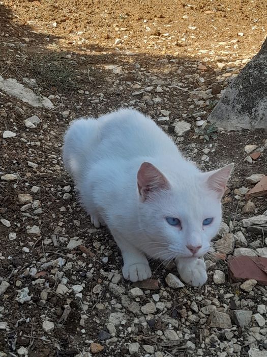 Gata branca de olhos azuis