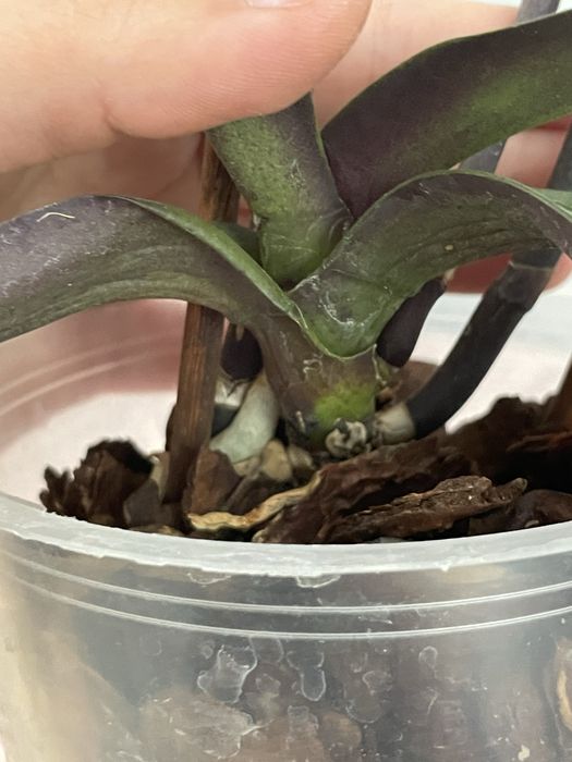 Орхідея Екзотік Пунш