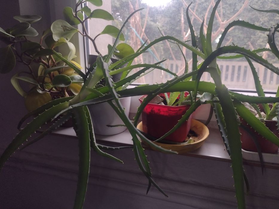 aloes,kwiatek domowy w doniczce