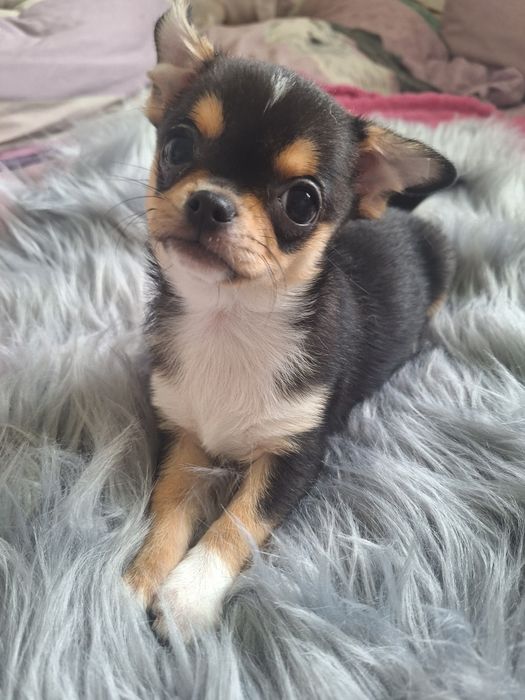 Chihuahua chłopiec