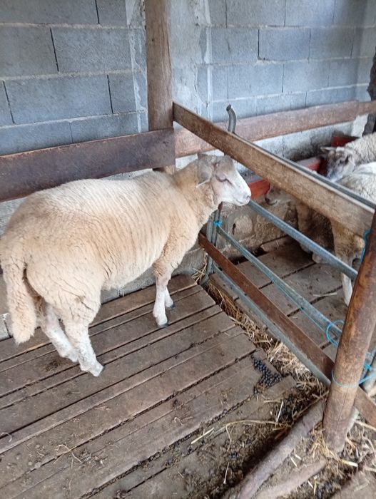 Vendo borrego  texel