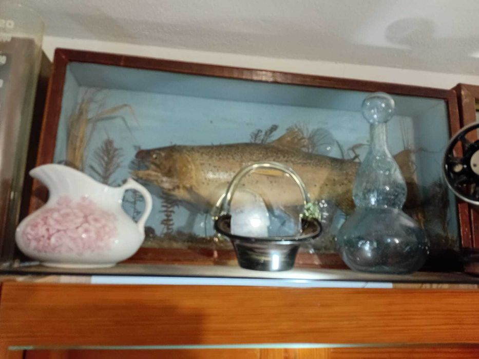 Peixe-carretel antigo emoldurado com vidro,