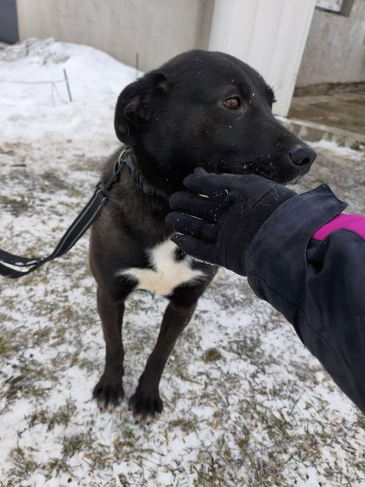 Gratka sunia do adopcji