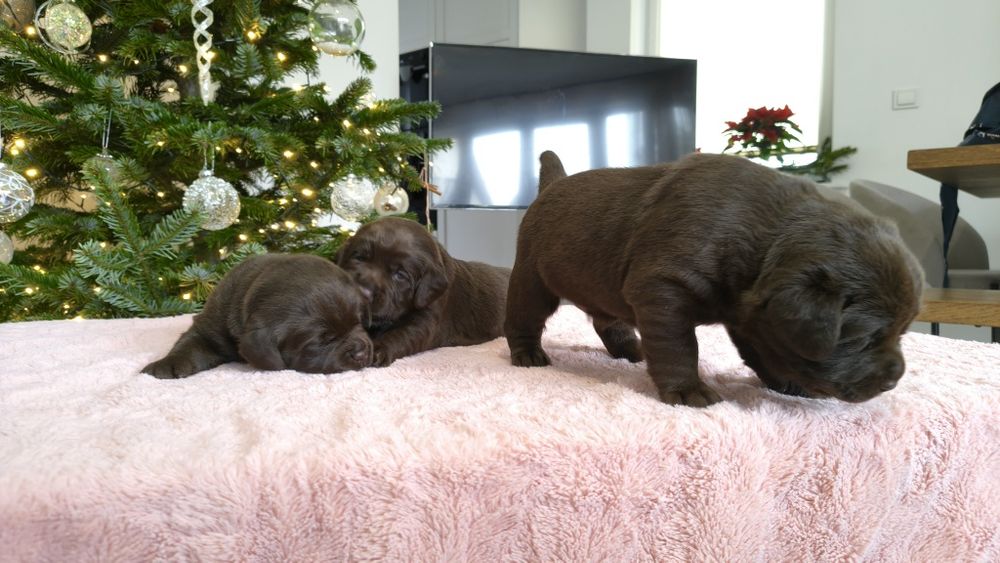 Przesłodki szczeniak Labrador Retriever.  Rodzice FCi i SWKiPR