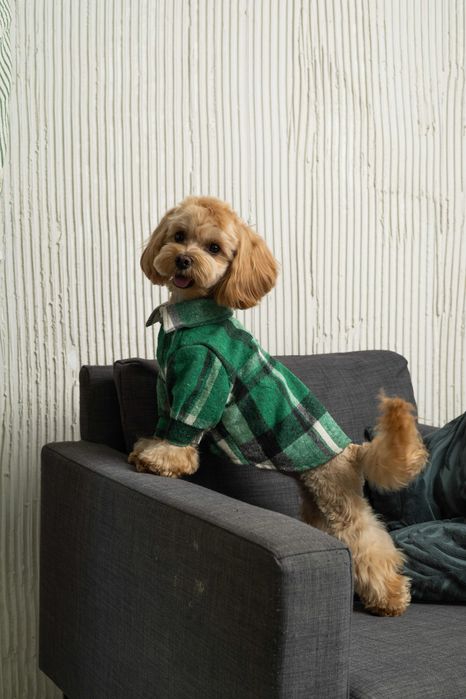 Одяг для собак опт, одяг для тварин оптом, одежда для собак