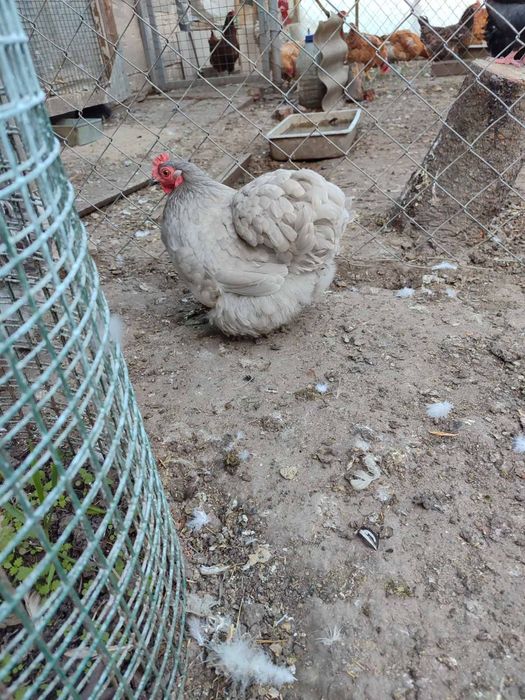 Продам півники і курочки