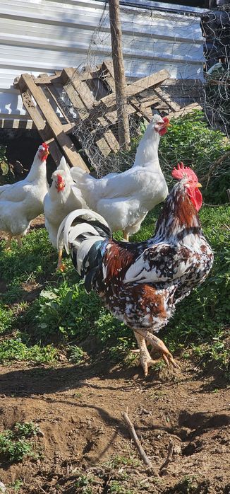 Galinhas Balão Sertaneja GSB