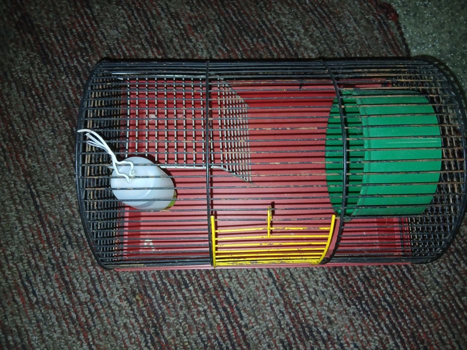 клетки для хомяков и лоток для кота