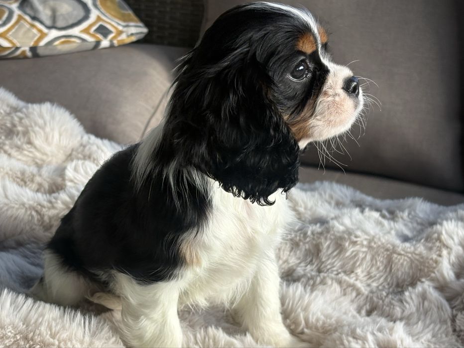 Cavalier King Charles Spaniel -suczka ZKwP