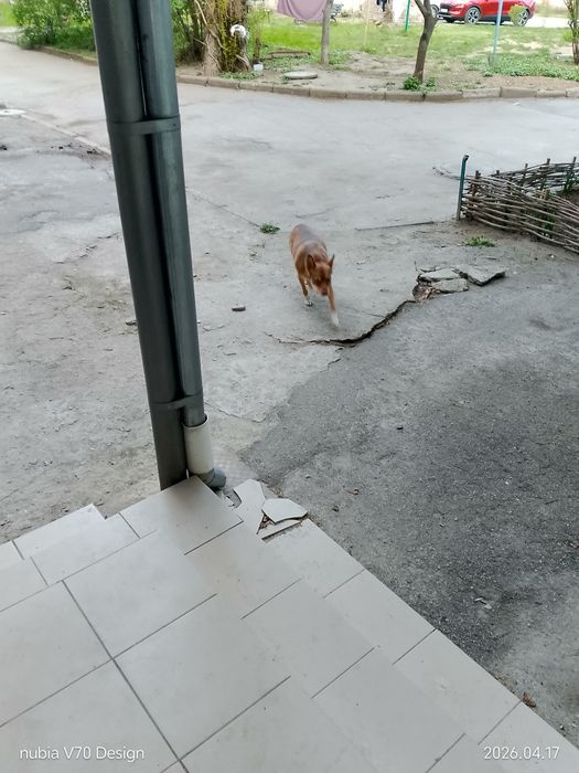 Отдам собаку в добрые руки