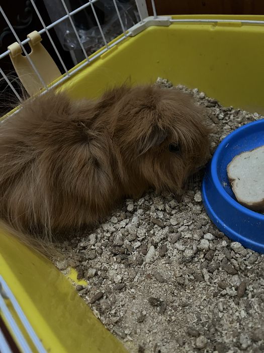 Безкоштовно морська пухнаста свинка