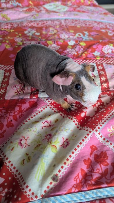 Продам морскую свинку (лысая)