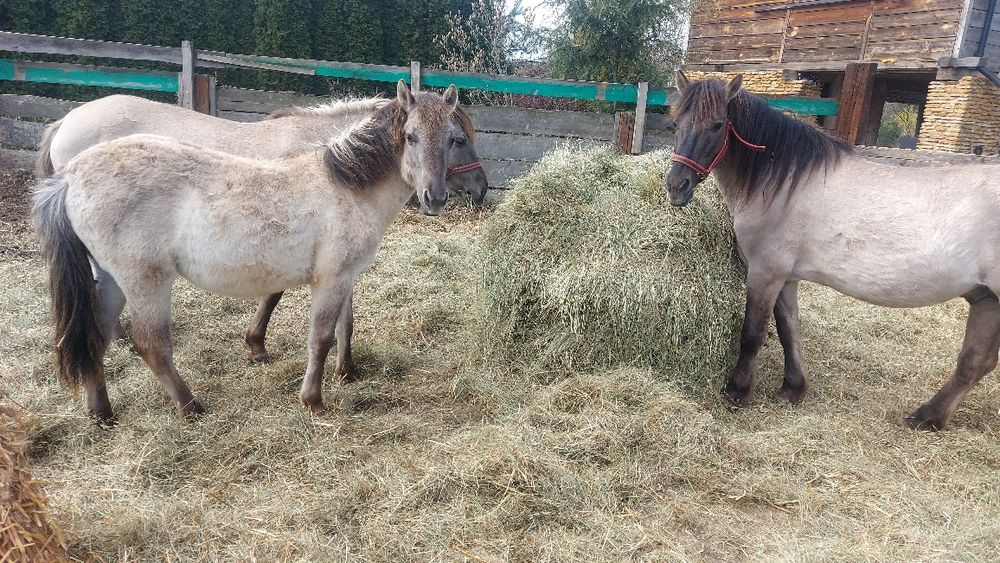 Konik polski klacz