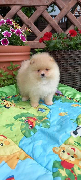 Мальчик кремовый померанчик.