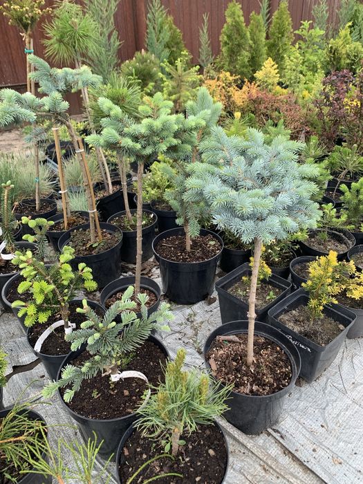 Саджанці хвойних рослин